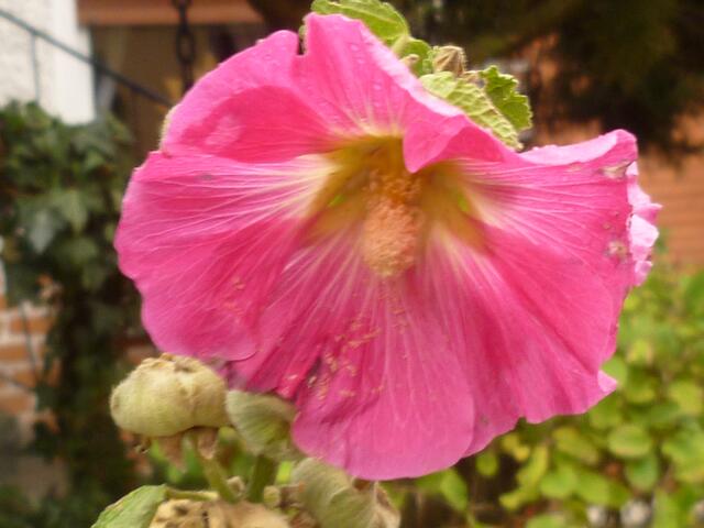 Stockrose