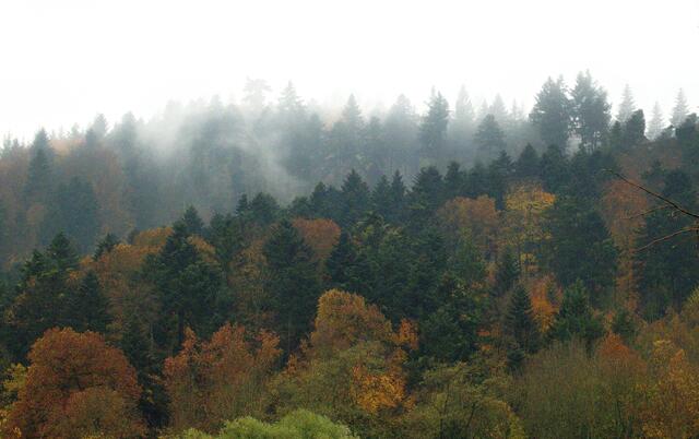 Nebelwald