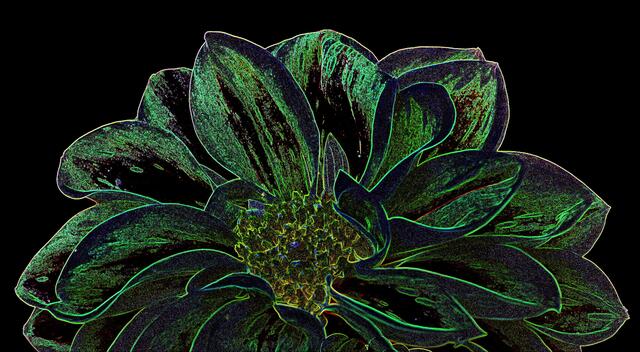 Zauberblüte,  Digital-Effekt