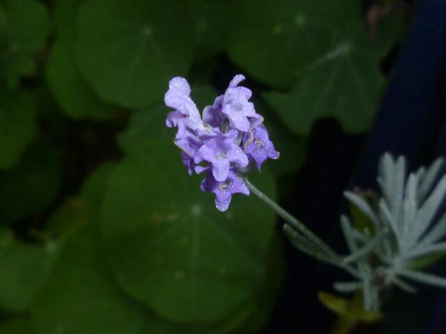 Lavendel
