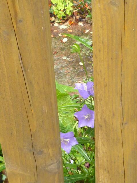 Glockenblume