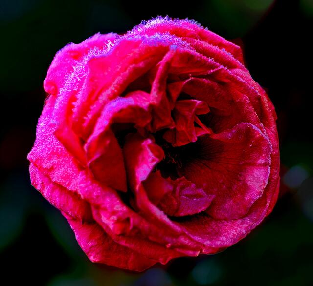 Eine der lertzten noch blühenden  Rosen  im Kurpark mit Rauhreif
