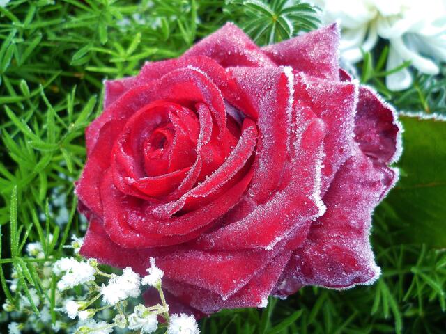 Eine Rose für einen geliebten Menschen  - 3.12.2013 bei -1°C !