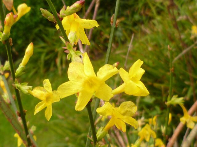Winterjasmin