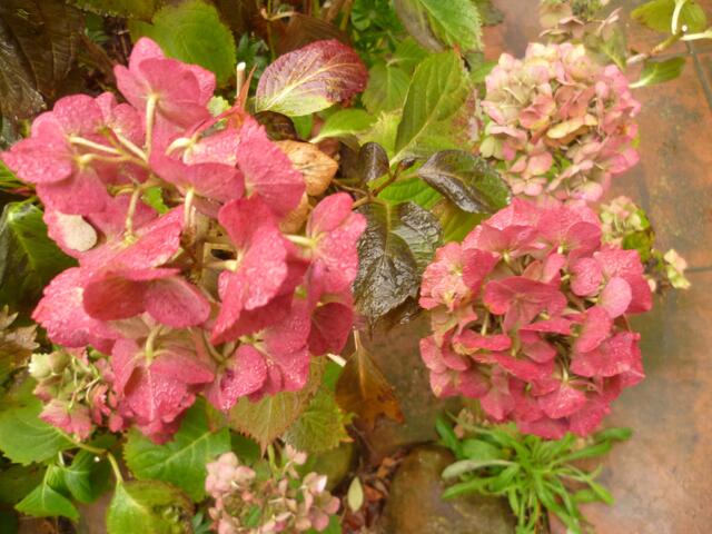 Hortensie
