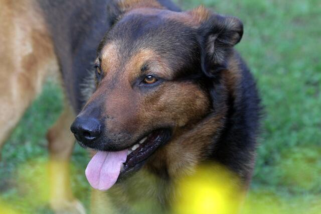 ein Leckerli wäre jetzt echt super