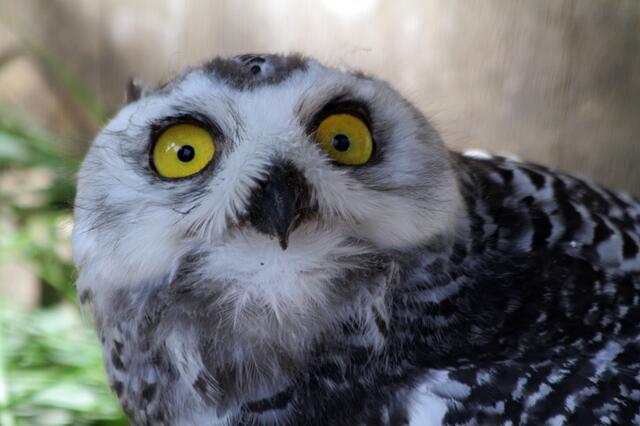 Boah --- eh --- ich kann ja fliegen