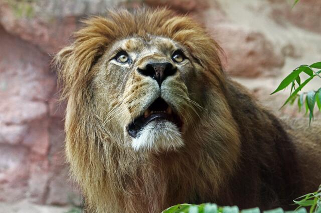 was machen die Beiden da oben bloß