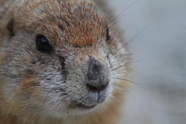 niedlich mein Spubsnäschen ---
