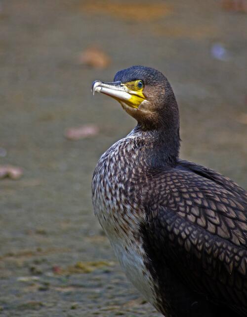 staunste was --- blaue Augen, ein wenig Gelb --- mir gefällt es