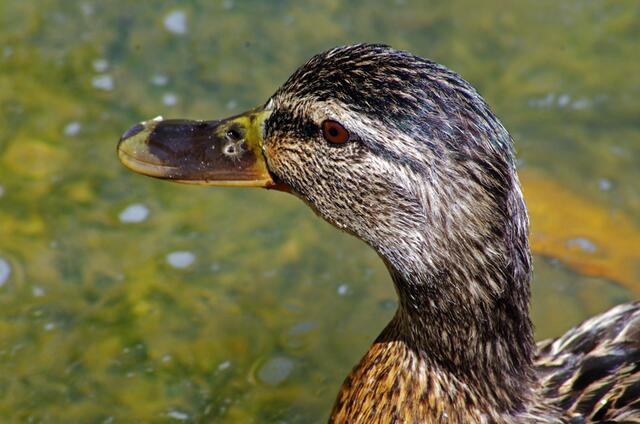 ich weiß, ich bin hübsch --- hoffentlich erkennt er das