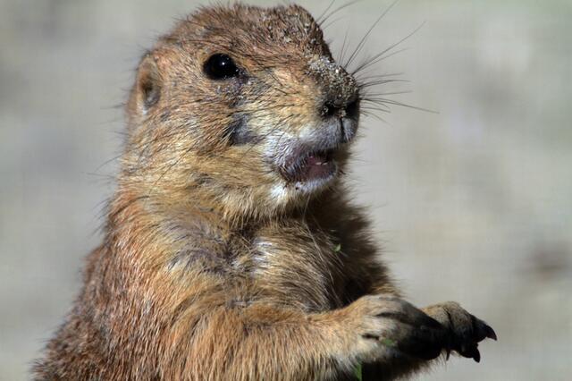 ne ne --- da geht gar nicht ... ich buddel noch