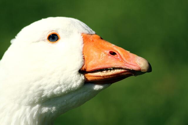 Blaue Augen --- toll nicht wahr