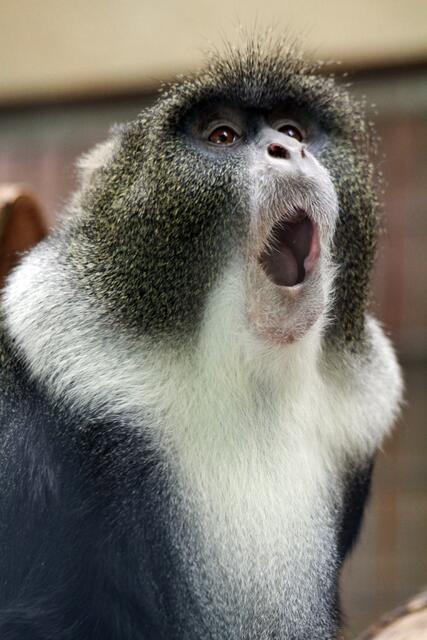 Gähn --- mir ist langweilig