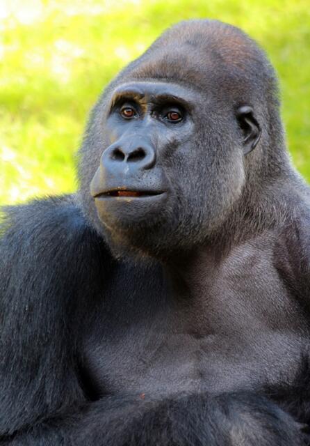 Hihihi --- mein Harem ... wunderbar