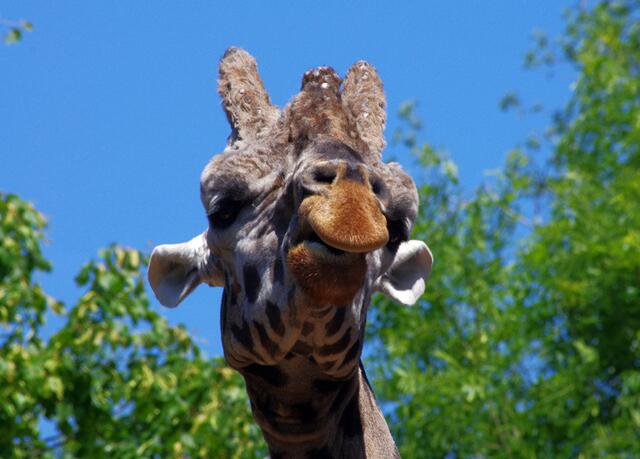 was --- ne Schnute --- nee ist mein Lächeln