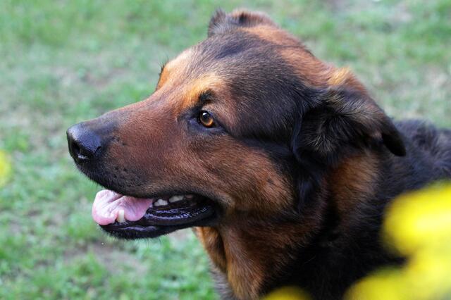 nein ich beiße nicht