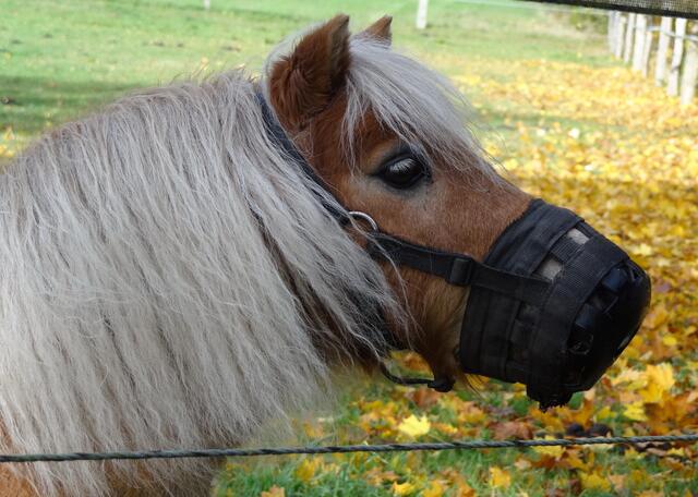 Das bissige Pony aus Walsrode..