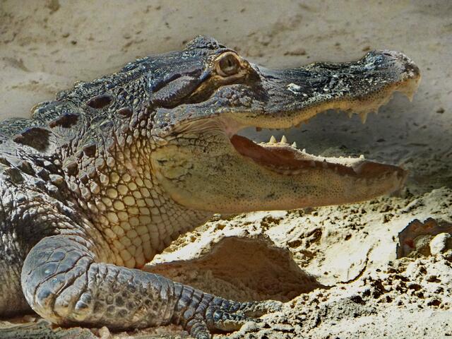 Das Portrait dieses Kameraden erhaschte ich im Everglades National Park...