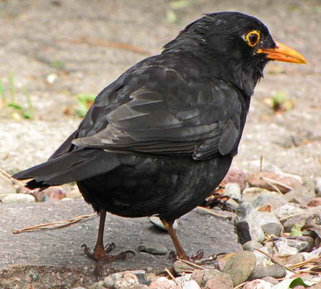 Mein Gartenfreund Eduard, der mich immer auffordert endlich den Gartenboden zu beackern...