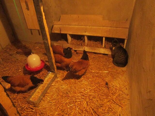 Huhn: Gucken??? - das heißt "glucken"!!! - Katze: Quatsch!