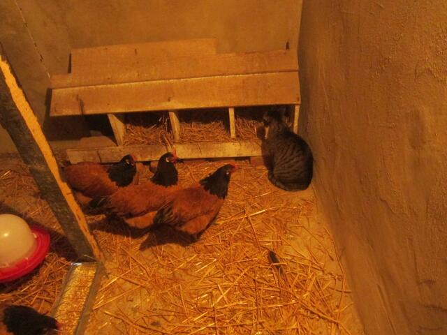 Huhn: Kommt, Mädels - die hat hier nichts zu suchen!!! Wir zeigen ihr den Ausgang - Katze: Ich mache doch gar nichts ...!!!