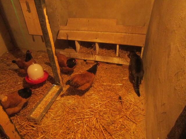 Huhn: Nanu - was macht denn die hier????