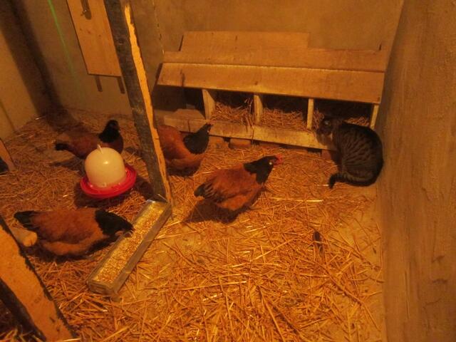 Huhn: Was hast du hier zu suchen??? - Katze: Wollte nur mal gucken, wie ihr hier so wohnt ...