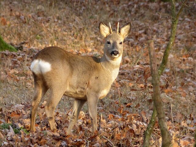 Der Faun.