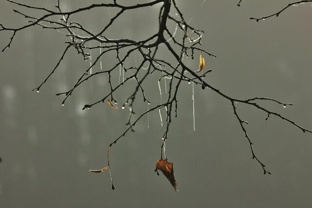 Lindenzweig im Dezember.
