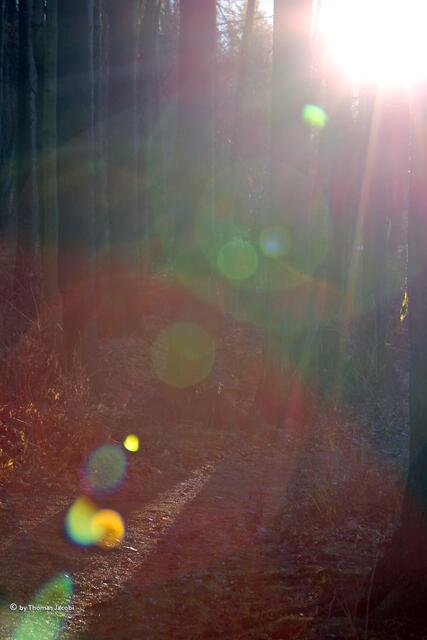 ...den Wald.