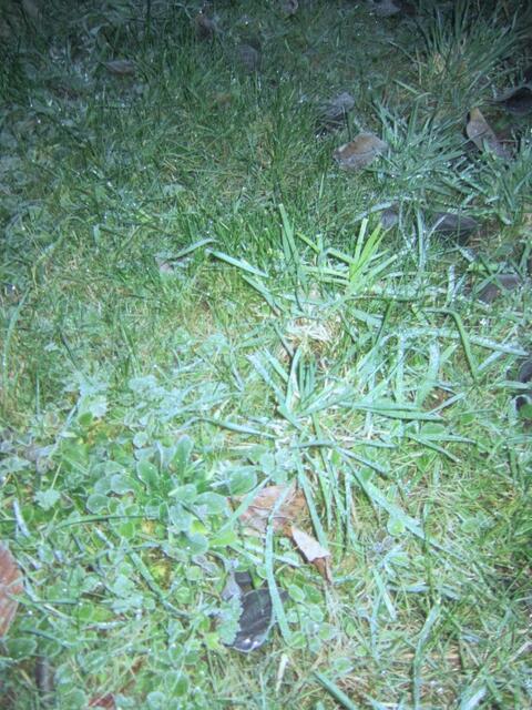 Wildes Gras