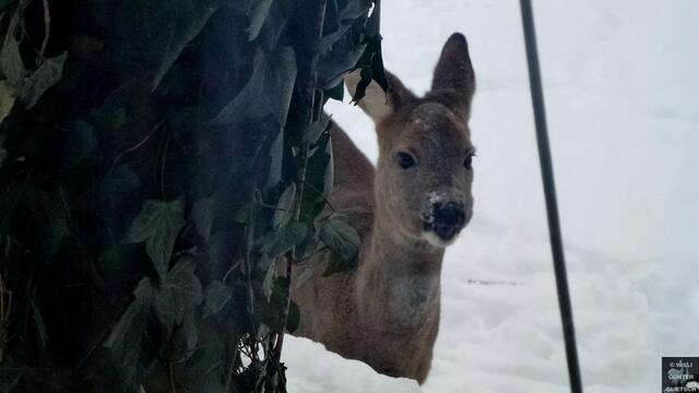 Sieht mich durchs Fenster.