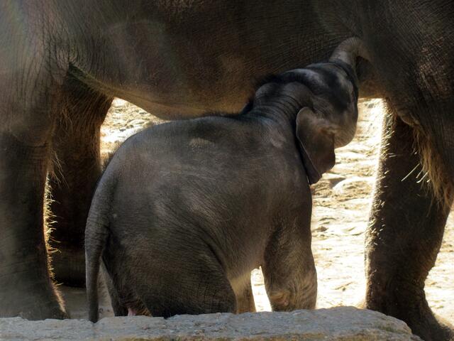 Minifant beim Trinken