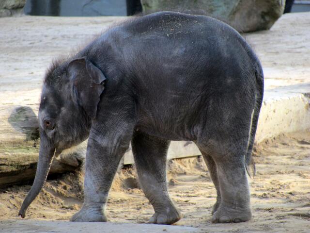 Minifant geb. am 27.10.2013 um 0:20 Uhr
