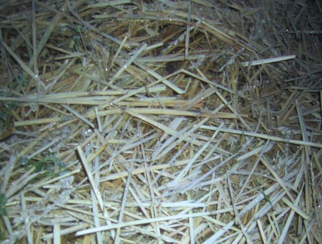 Stroh als Mulchdecke