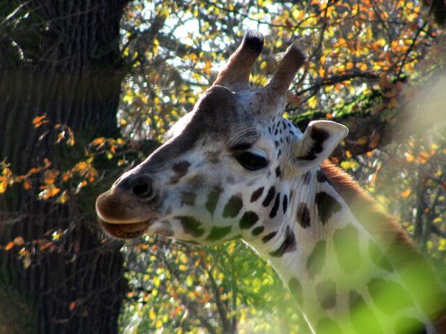 Giraffendame
