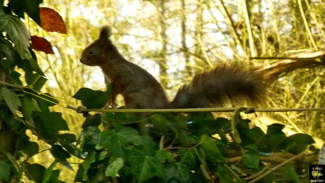 Selten geworden, aber gern gesehen, das Eichhörnchen.