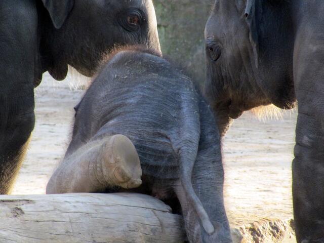 Minifant geb. am 27.10.2013 um 0:20 Uhr