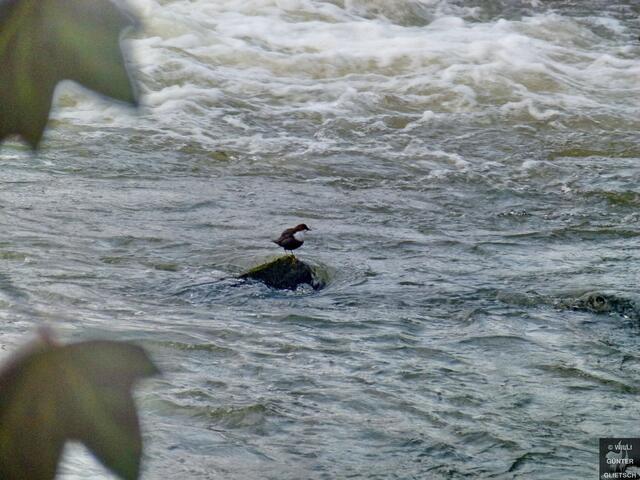 Wasseramsel sucht nach Futter