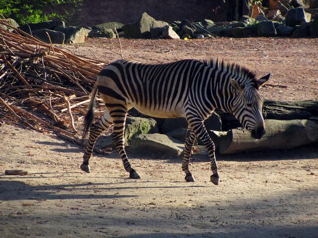 Bergzebra