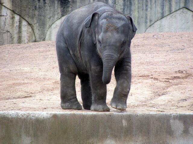 Minifant