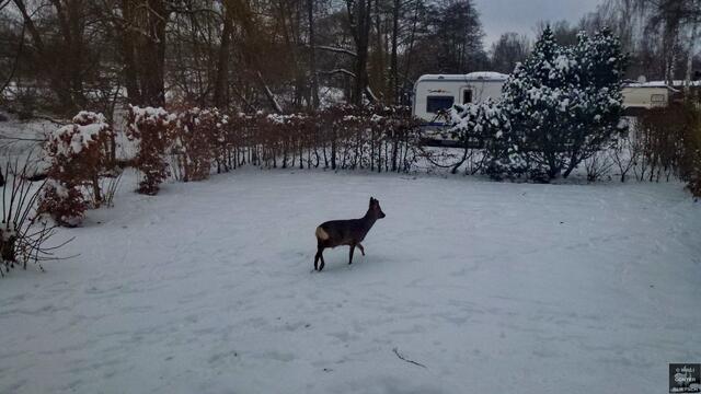 Rehn sucht nach Futter.