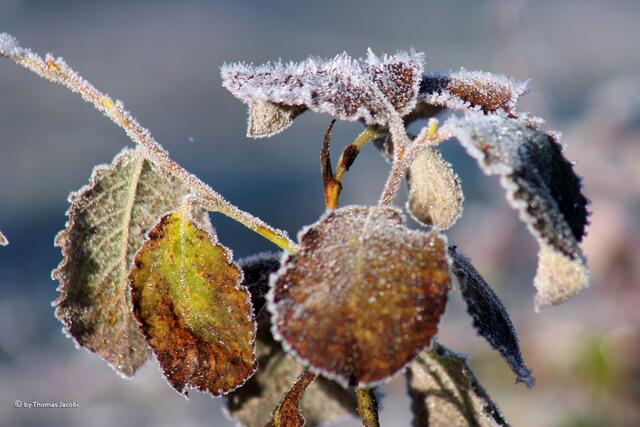 Da stehen vor Kälte dem Blatt die Eishaare zu Berge. :-)