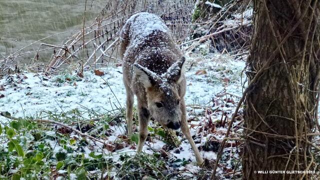 Es schneit aufs Fell,garnicht lustig!