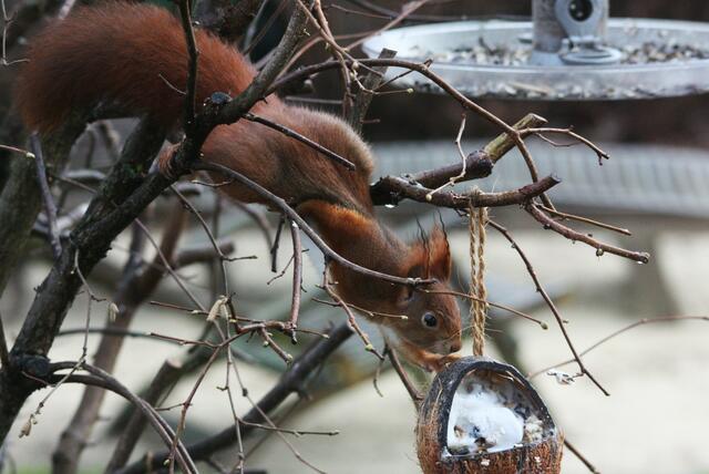 Das Eichhörnchen war gestern zum ersten Mal an meiner Futterstelle zu Gast.