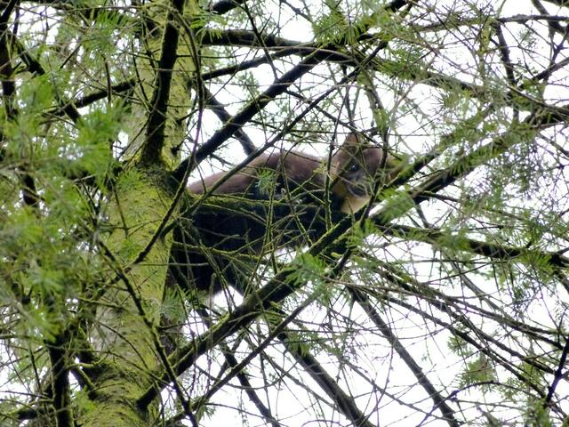 Der Baummarder (Edelmarder)-  ist in freier Natur nur selten zu sehen. Er ist Nachtaktiv aber ich habe doch Glück gehabt den Baummarder im Mudersbacher Wald am Tag zu beobachten und fotografieren. Da es gerade geregnet hat,ist das Foto etwas unscharf.