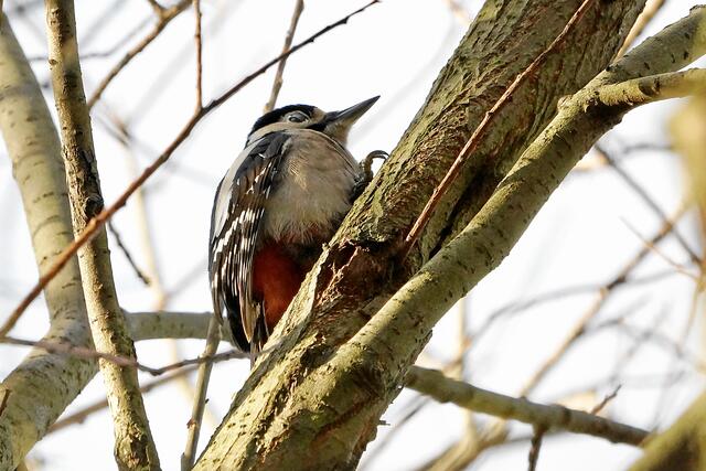 "Das ist doch für mich auch kein Problem, in einer knappen Stunde habe ich den abgehackt!"  -  Man achte auf das Augenzwinkern!