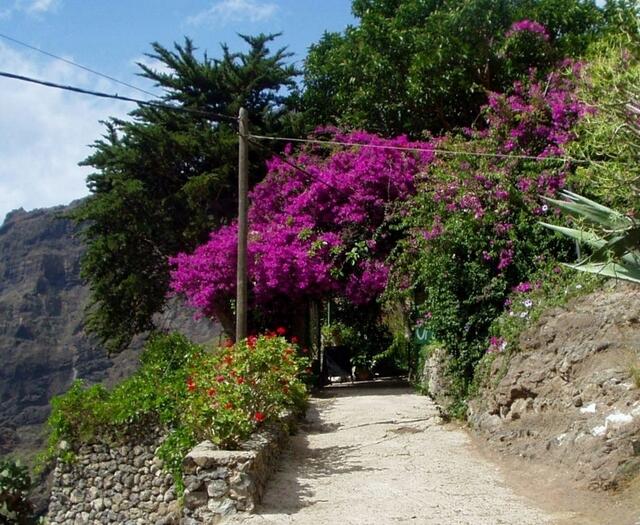 UNSERE BOUGAINVILLAE AM EINGANG ZUM RESTAURANTE "EL GUANCHE", IN DER ALTEN SCHULE MASCAS
