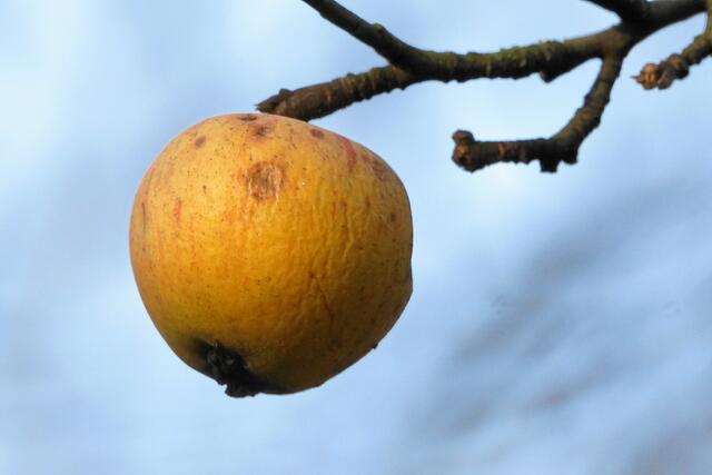 Der Vogel fliegt geradezu weg! Ich schaue enttäuscht auf den letzten Apfel am Baum. Mit dem dicken Wurm darin sollte er doch ein Dankeschön für Madam Buntspecht werden. Plumps, da fällt er herunter und liegt im Gras. Nun liegt er ungenutzt da, wie 'sein Bruder' auf dem 1. Bild. *** ENDE ***